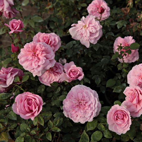 Roz deschis - Trandafir copac cu trunchi înalt - cu flori în buchet - coroană tufiș